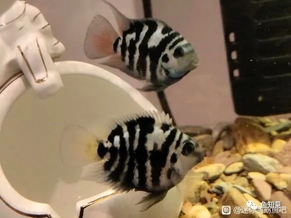 迷你鹦鹉鱼爆缸视频_迷你鹦鹉鱼爆缸最简单三个步骤_迷你鹦鹉鱼爆缸