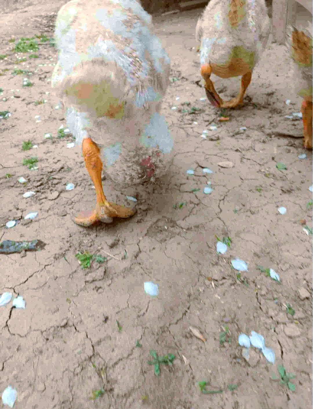 鹅卵黄性腹膜炎的病因,临床表现及防控方法