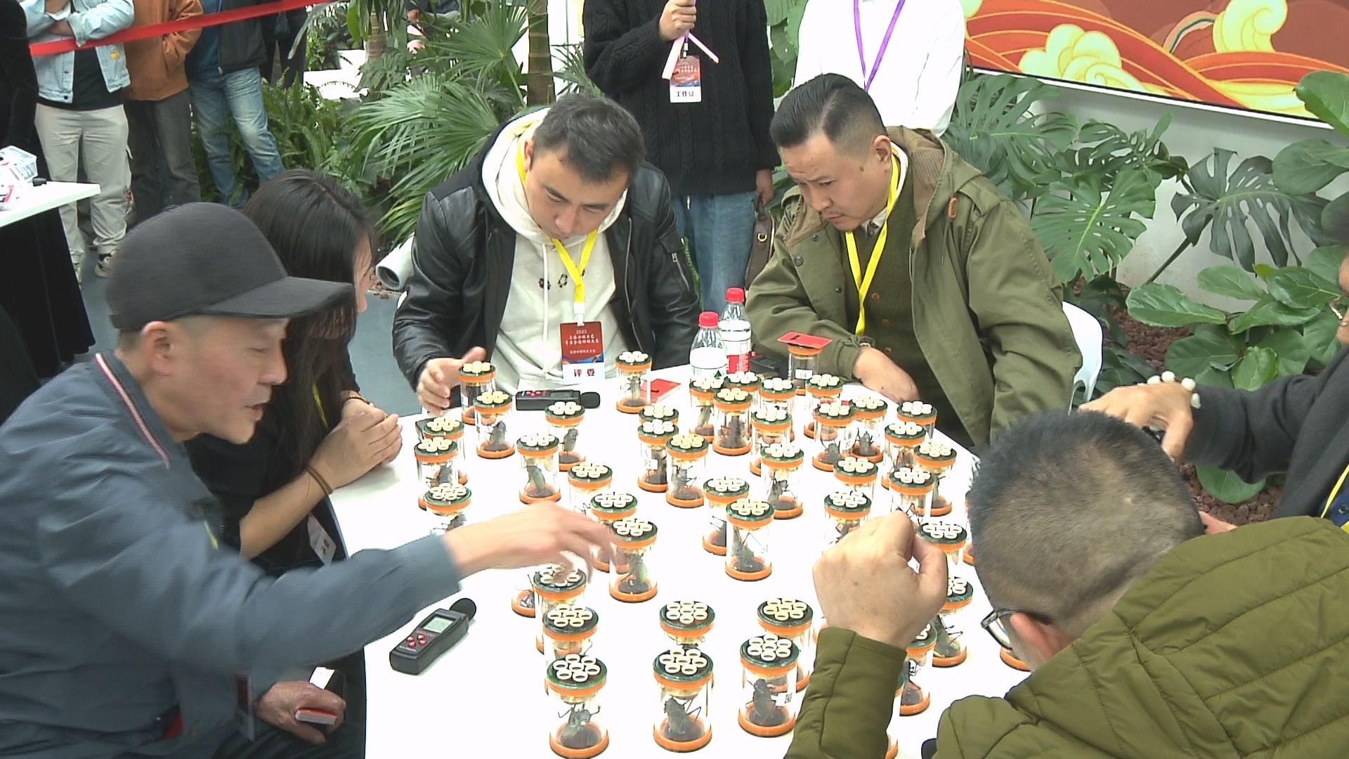 蝈蝈比赛是怎样的?这个首届大赛吸引了全国各地的虫友们