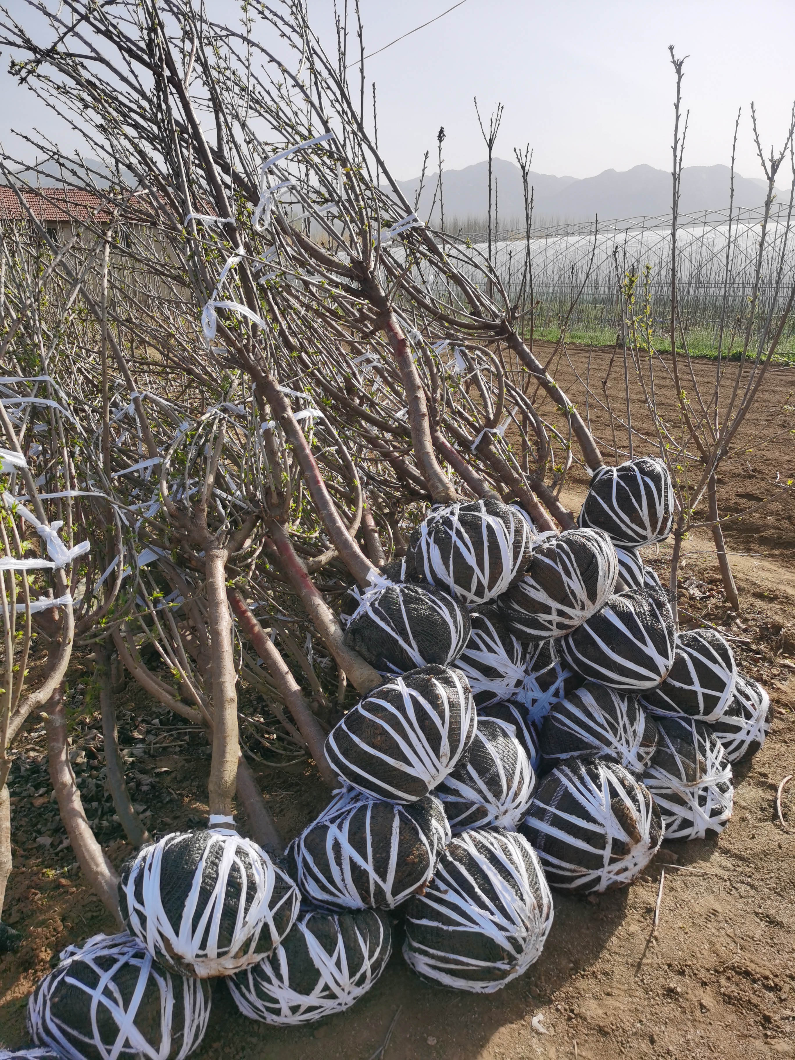 来自大洋彼岸的"太平洋瑞德樱桃树" 2年生太平洋瑞德樱桃苗报价