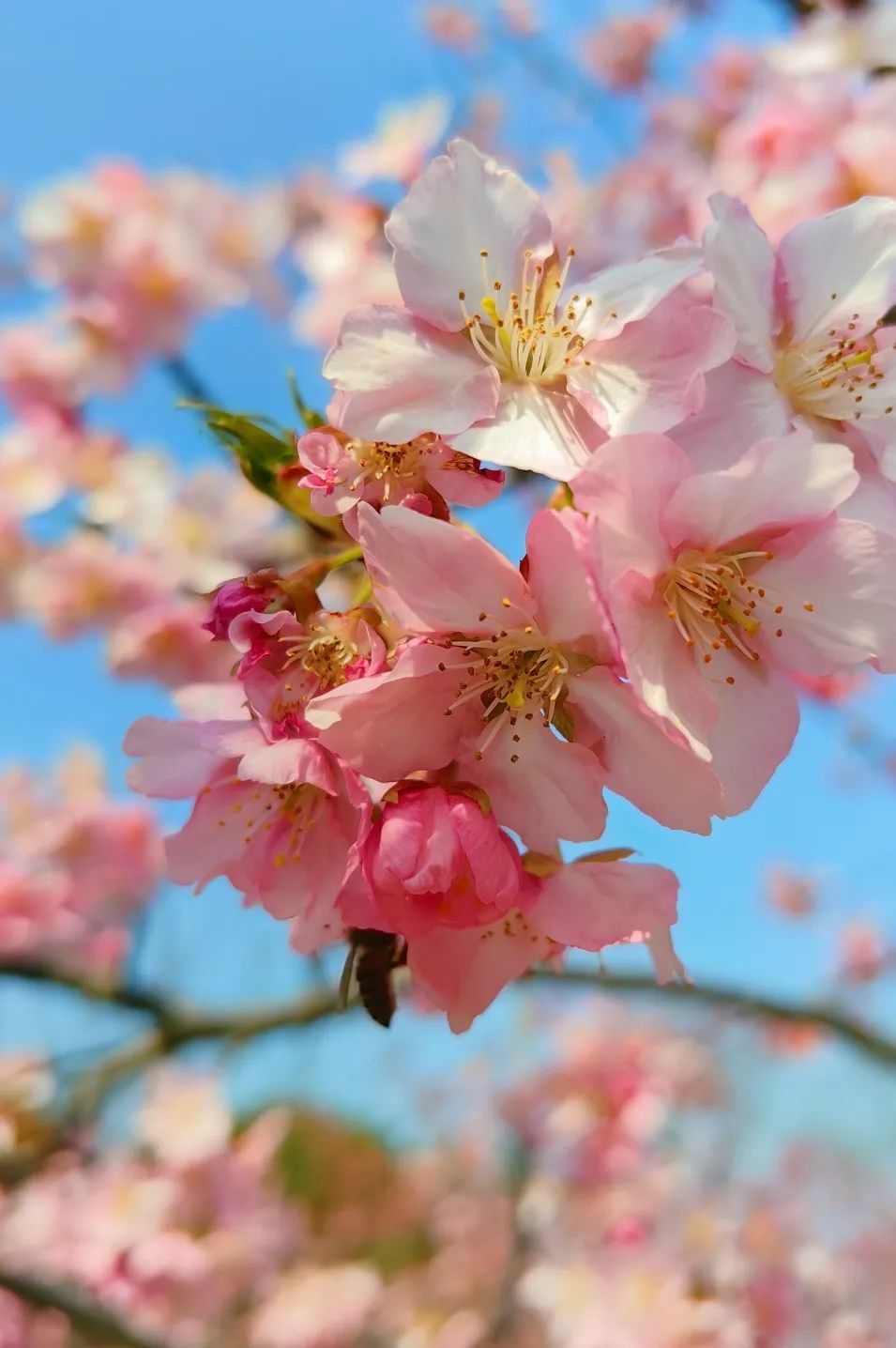 植树节|春和景明,"壁纸"上线