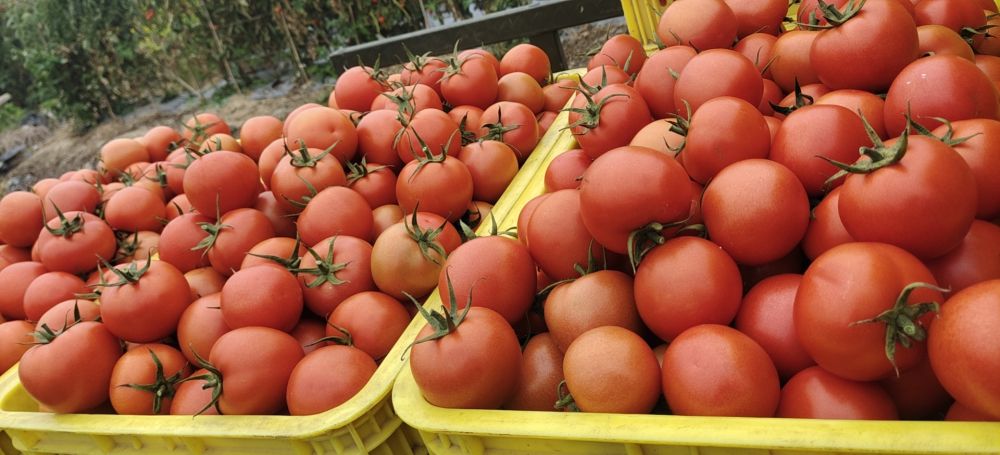 新华社聚焦潍坊寿光:"新年的第一筐蔬菜"已经上路——南北"菜园子"