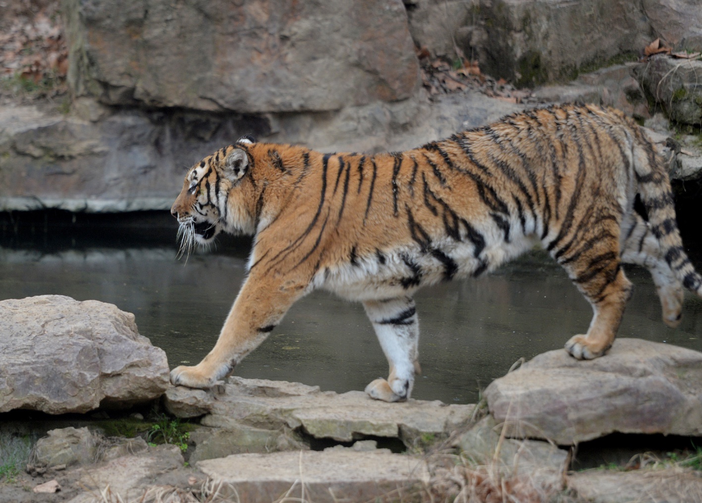 扬州饲养员养虎24年繁育小虎超百只