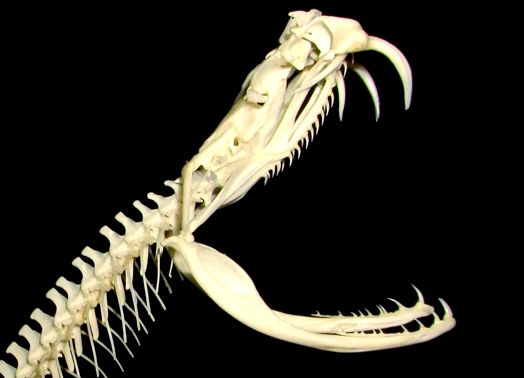 蛇类的牙齿:从毒牙到无毒牙的进化奥秘