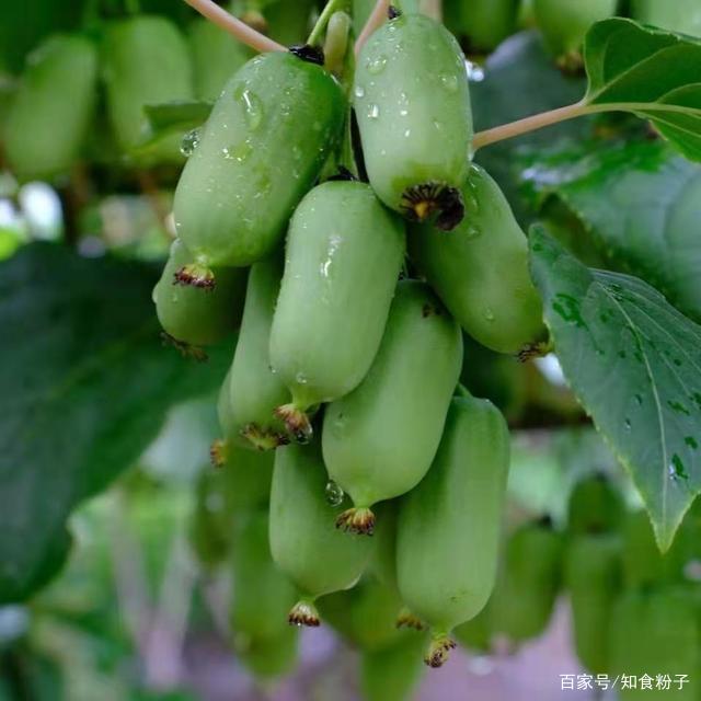 东北种什么值钱的水果(东北种什么值钱的水果树)