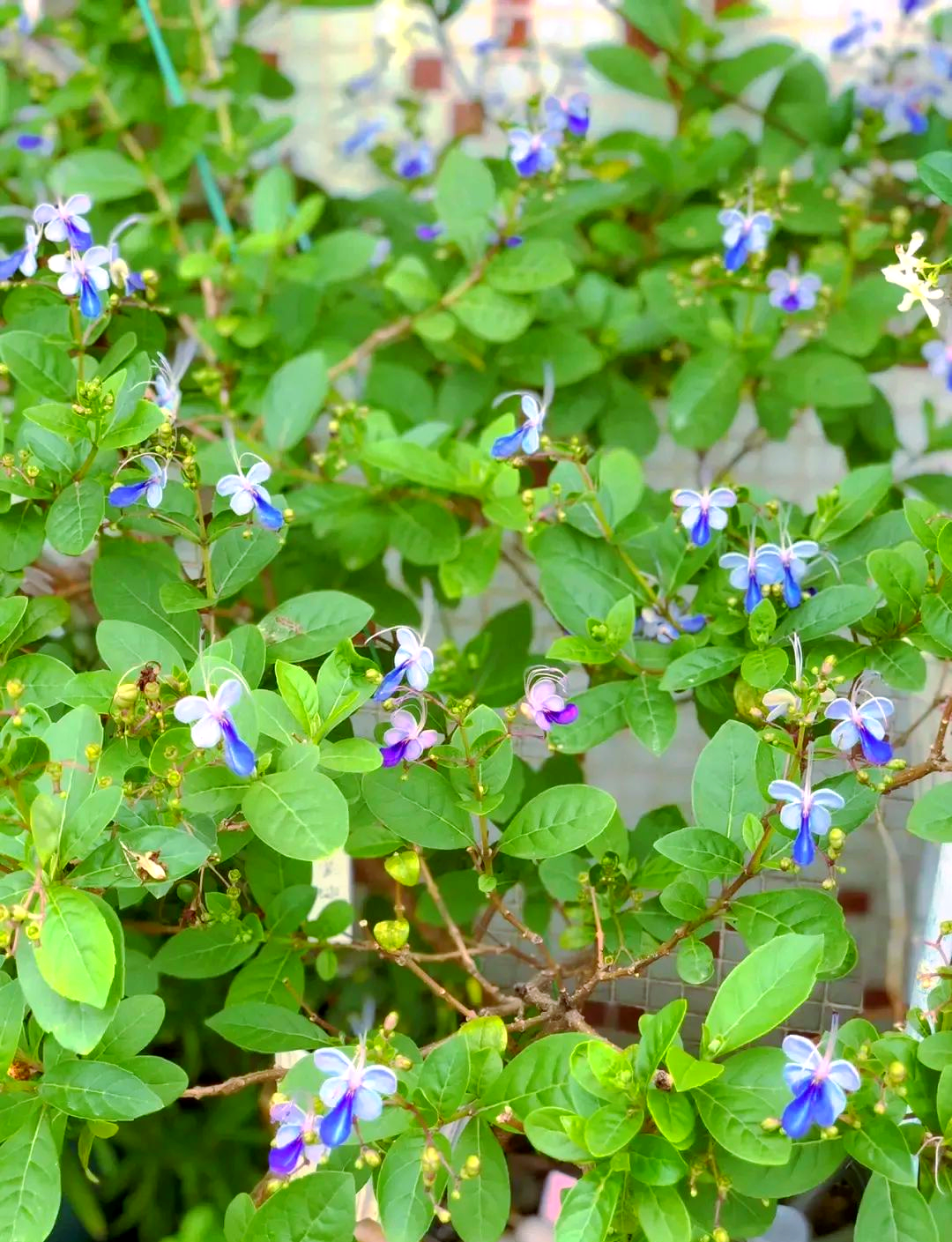 蓝蝴蝶:花形似蝶,灵动优雅的热带植物