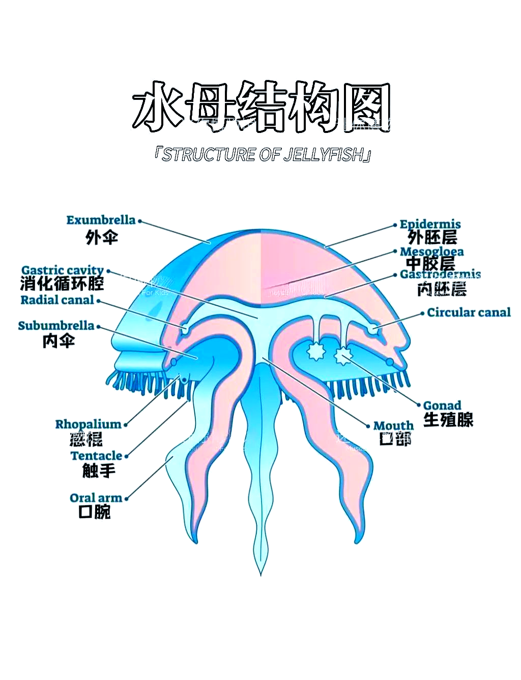 揭秘职场水母:从水母看职场生存挑战