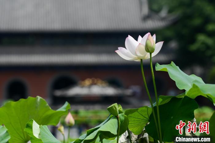 重庆华岩寺莲花盛开 古寺夏荷相映成趣