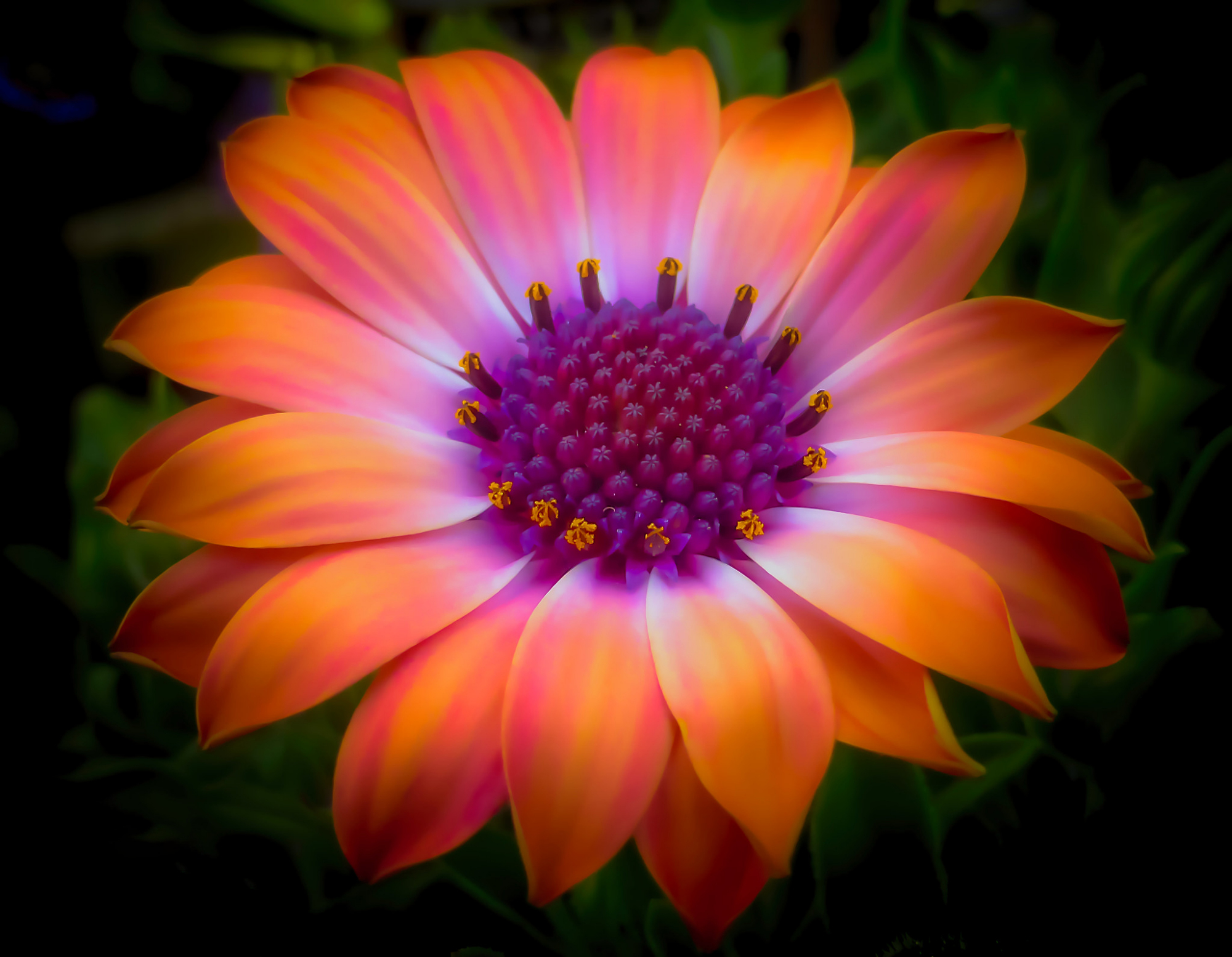 壁纸|高清手机壁纸601