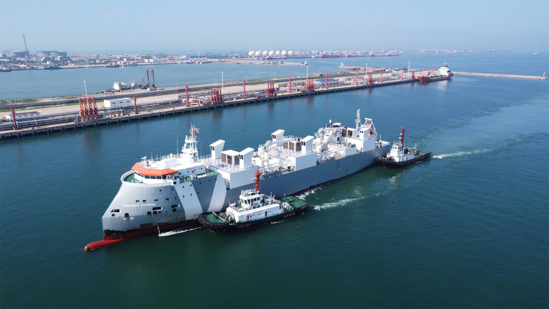 3655头种牛靠岸东营港 多部门协作实现即到即检,即检即卸