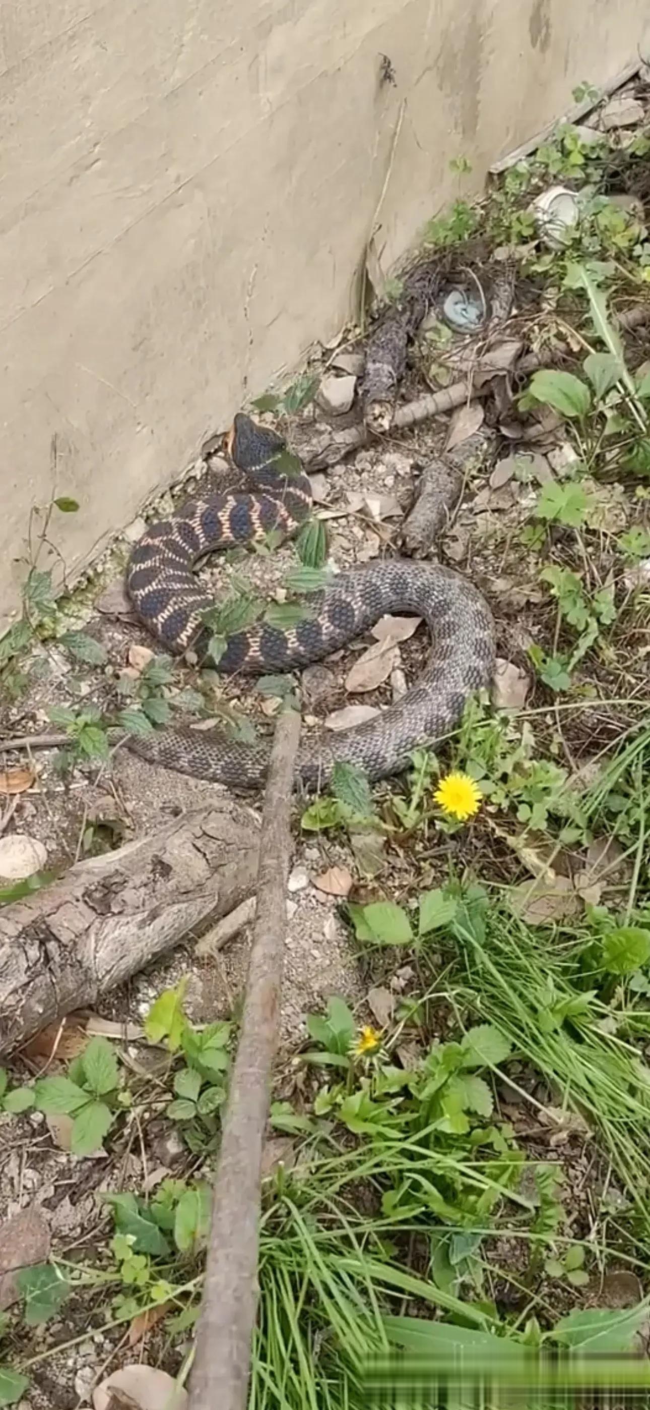 不寒而栗!广西百色,有村民在家里后院,拍到条罕见三角头短尾蛇