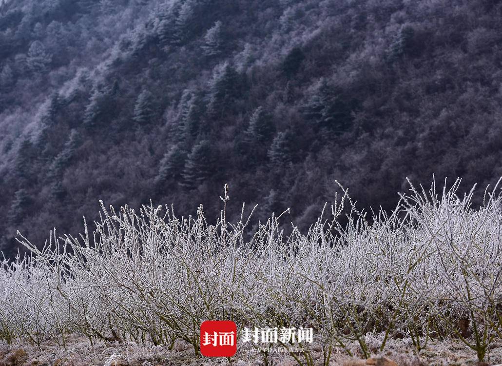 冷气"速冻 泥巴山上现雾凇美景丨图集