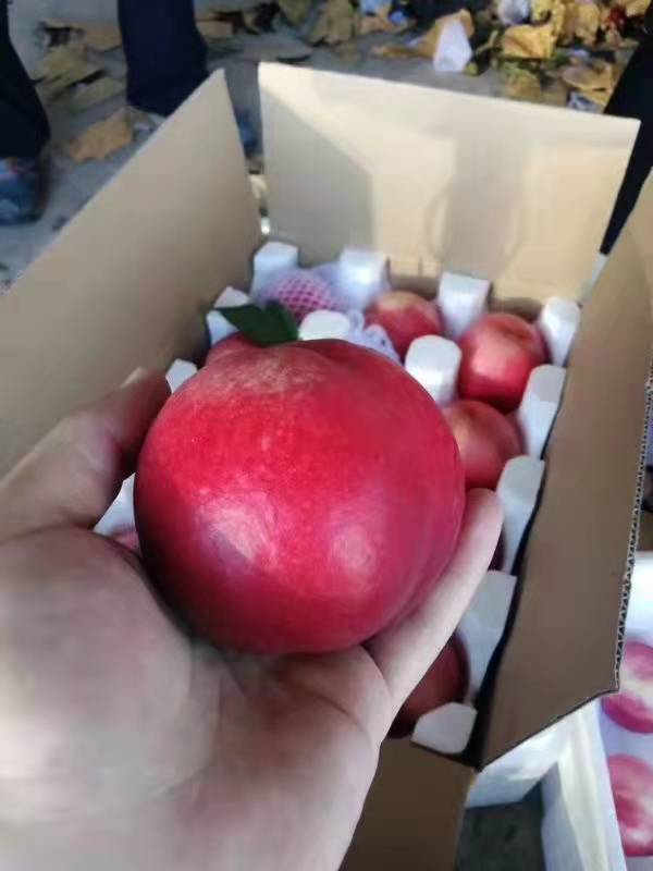 蓬莱水晶红油桃——桃品口感香甜细糯,气味芬芳