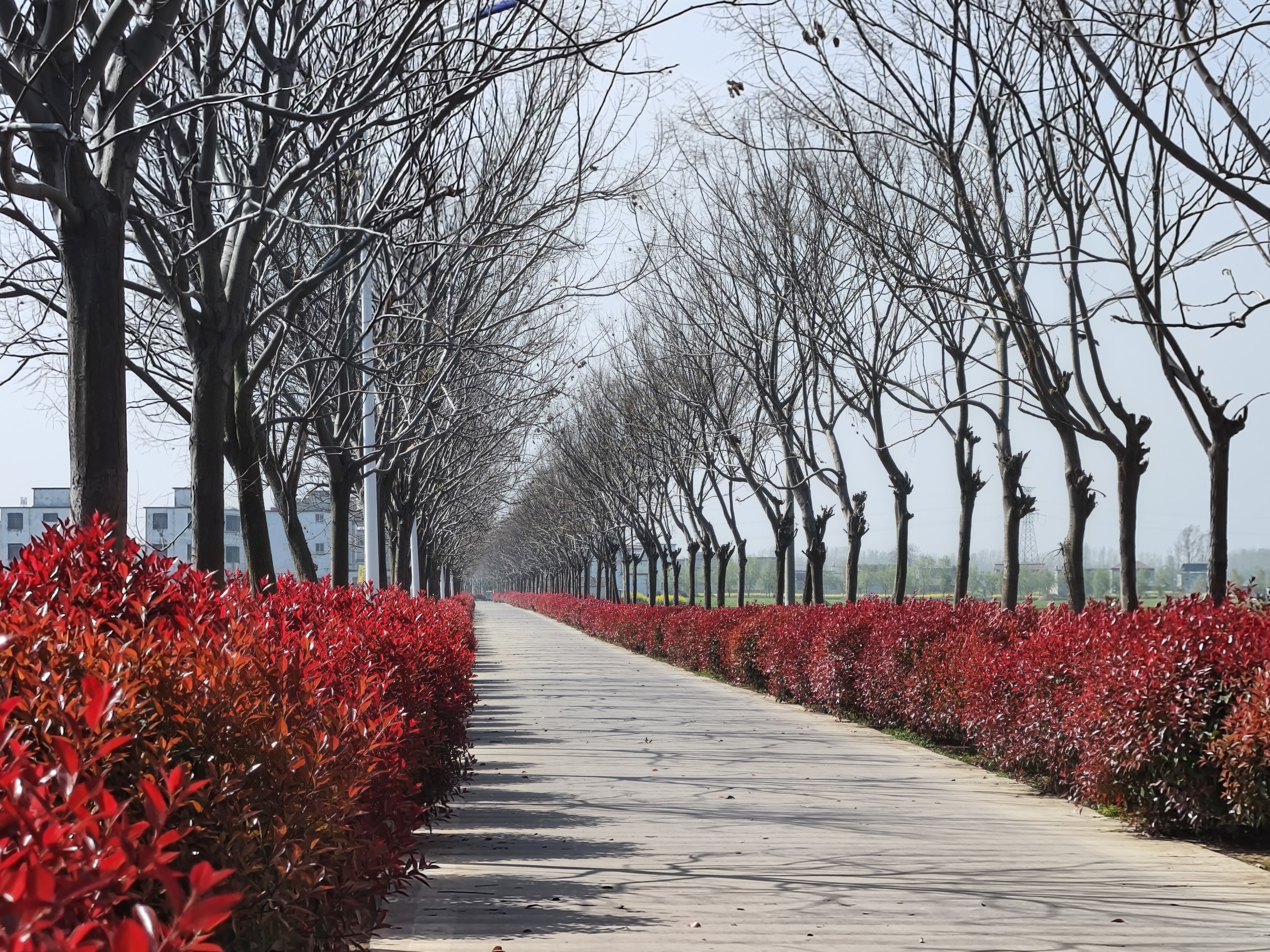 界首古镇景观图片图片