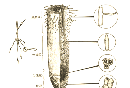 植物根系生长的奥秘:结构,类型与影响因素