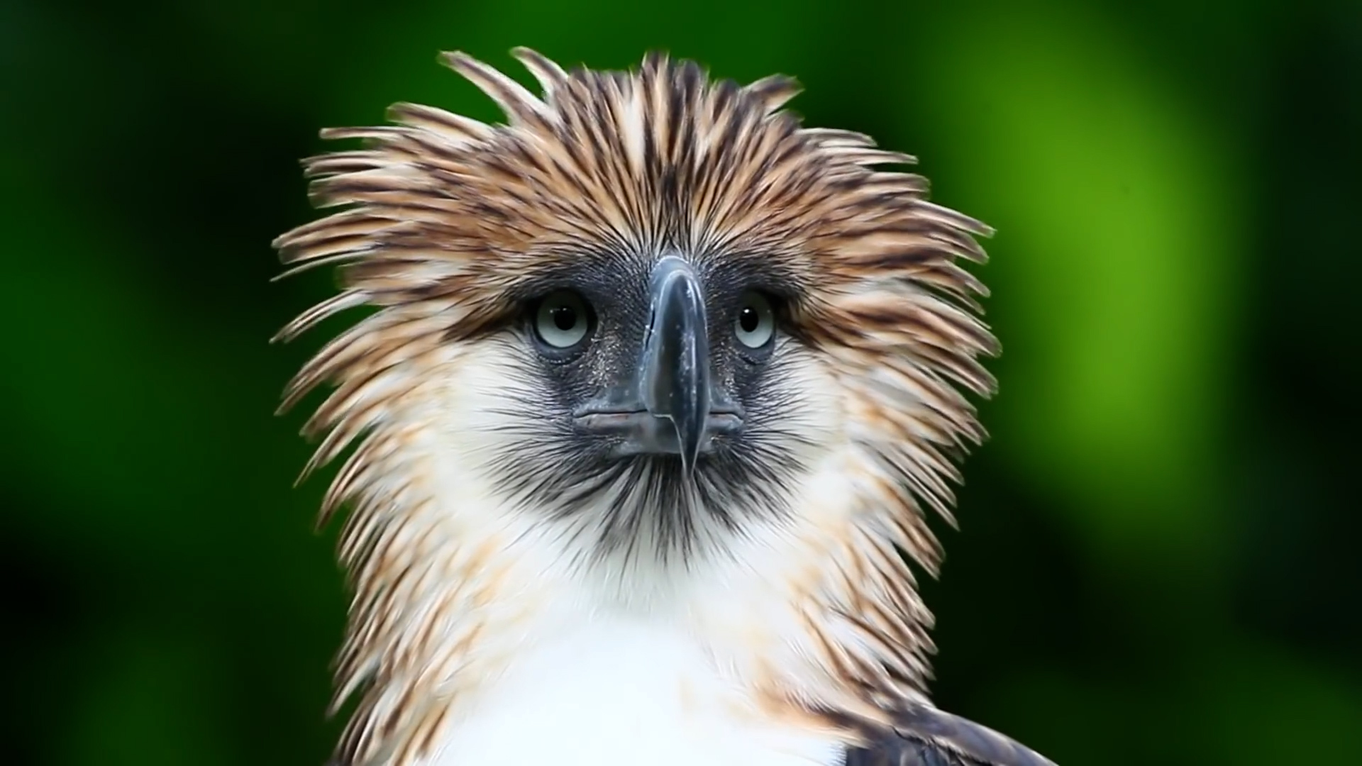 怒发冲冠食猿雕!