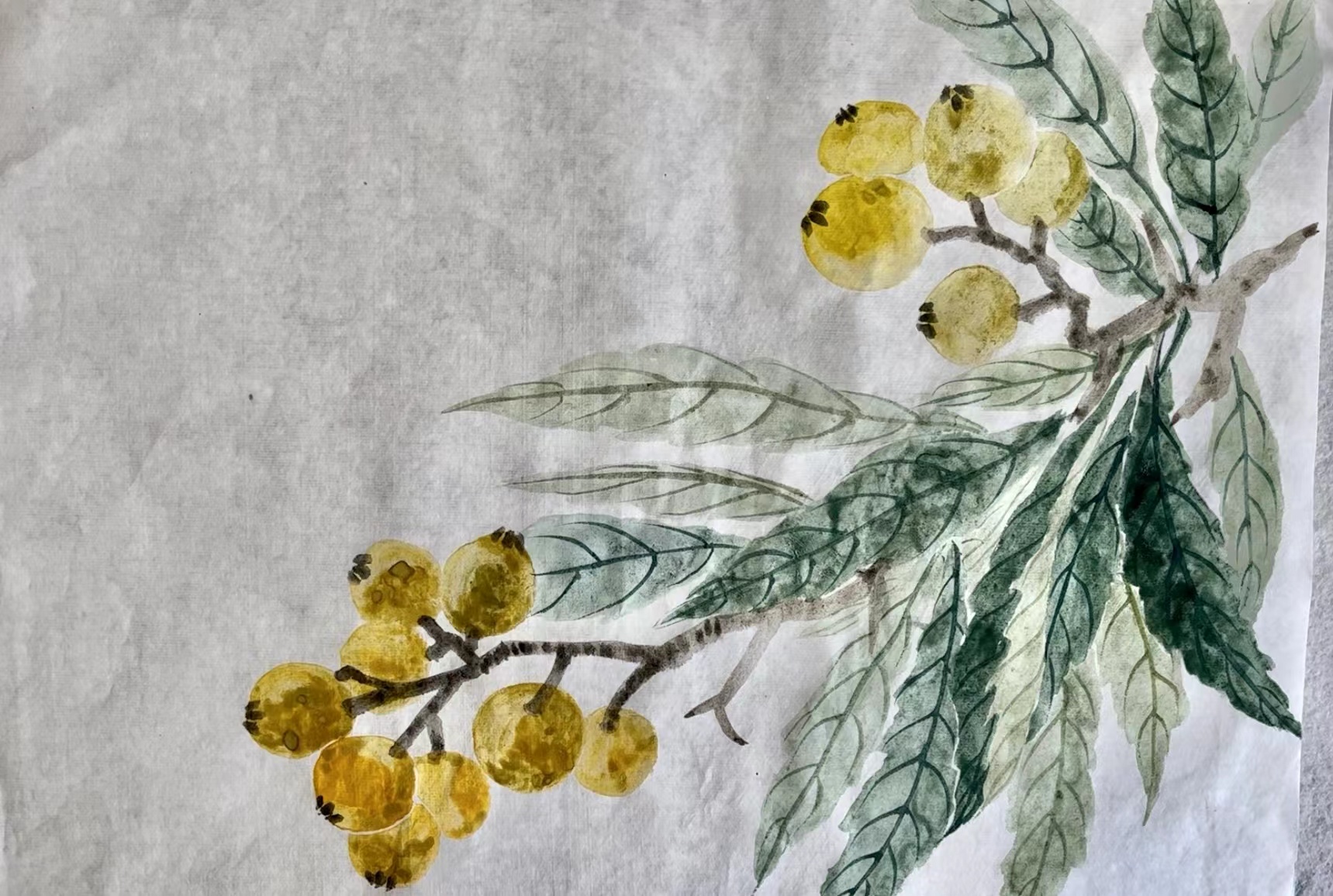 恽寿平没骨枇杷的步骤图