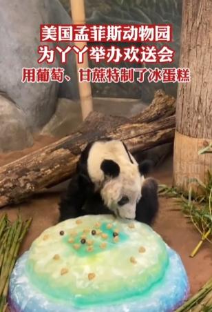 丫丫正式移交中方!孟菲斯動物園辦告別派對