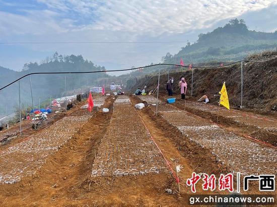 巴馬那桃鄉發展甜茶產業添綠又