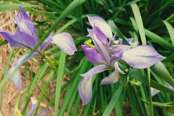 紫兰草有什么功效与作用