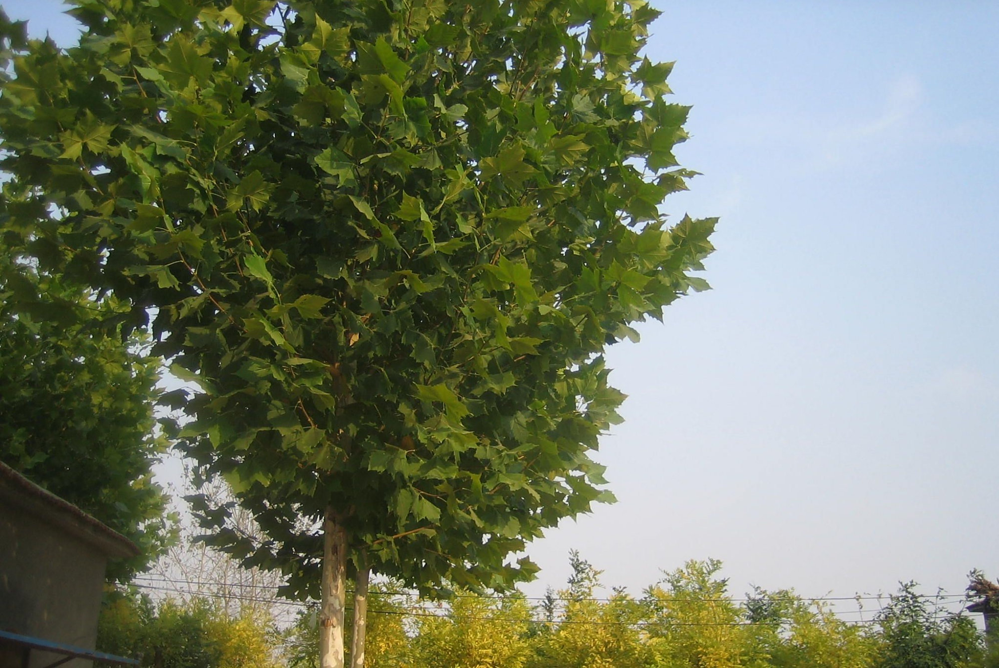 风吹树叶哗哗响——毛白杨的高效快繁