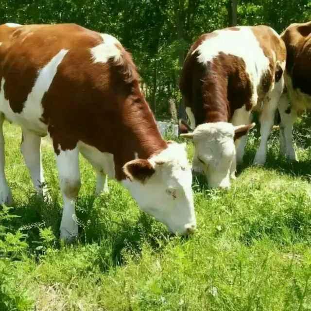 有些养牛人炒作紫红花西门塔尔母牛,现在竟然开始喊泡沫要破裂了