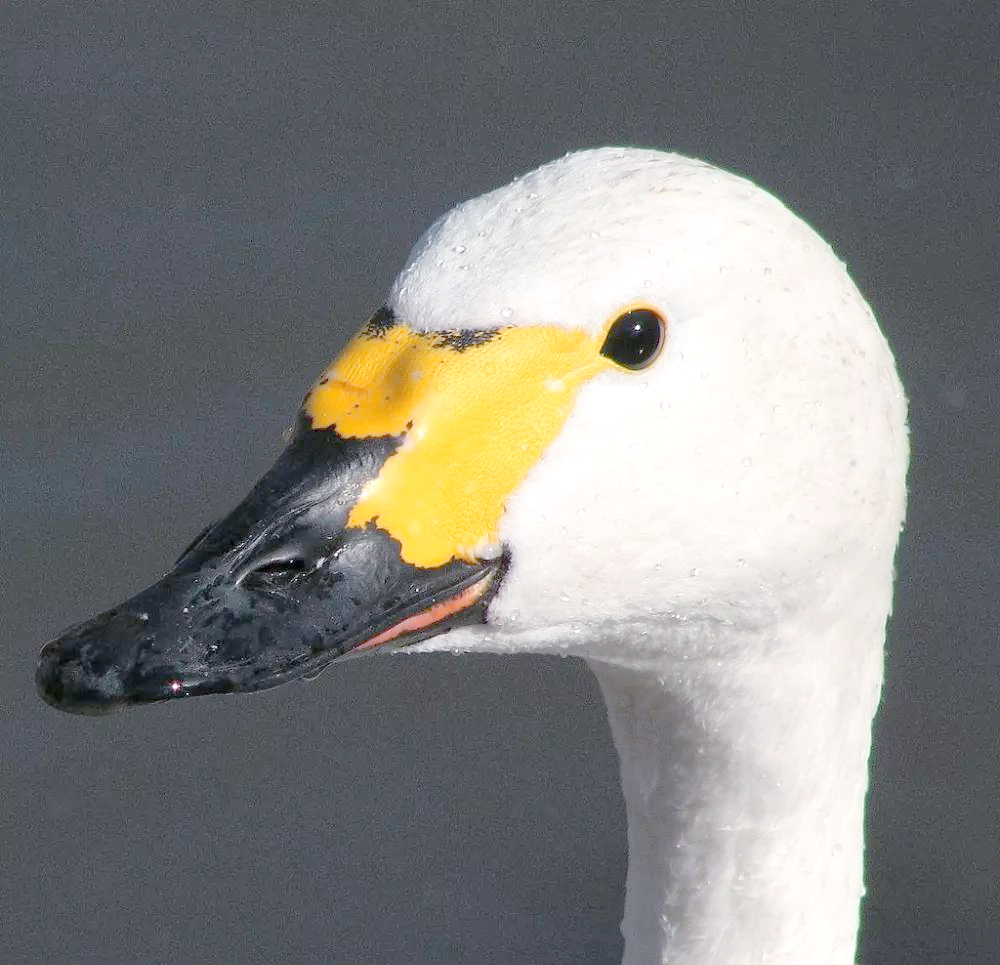 探索世界上的多种天鹅:鸿鹄飞来天际,感受不一样的美