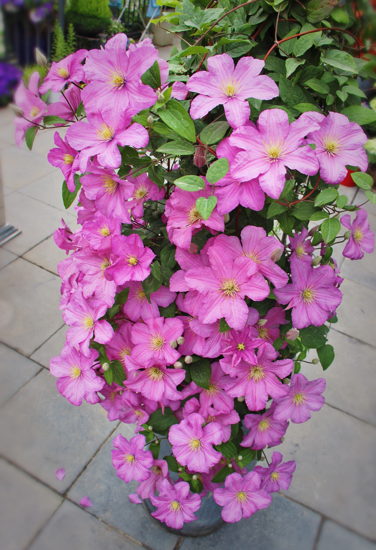 耐寒植物—包查德女伯爵,好看也好养,丰花勤花,东北露养无压力