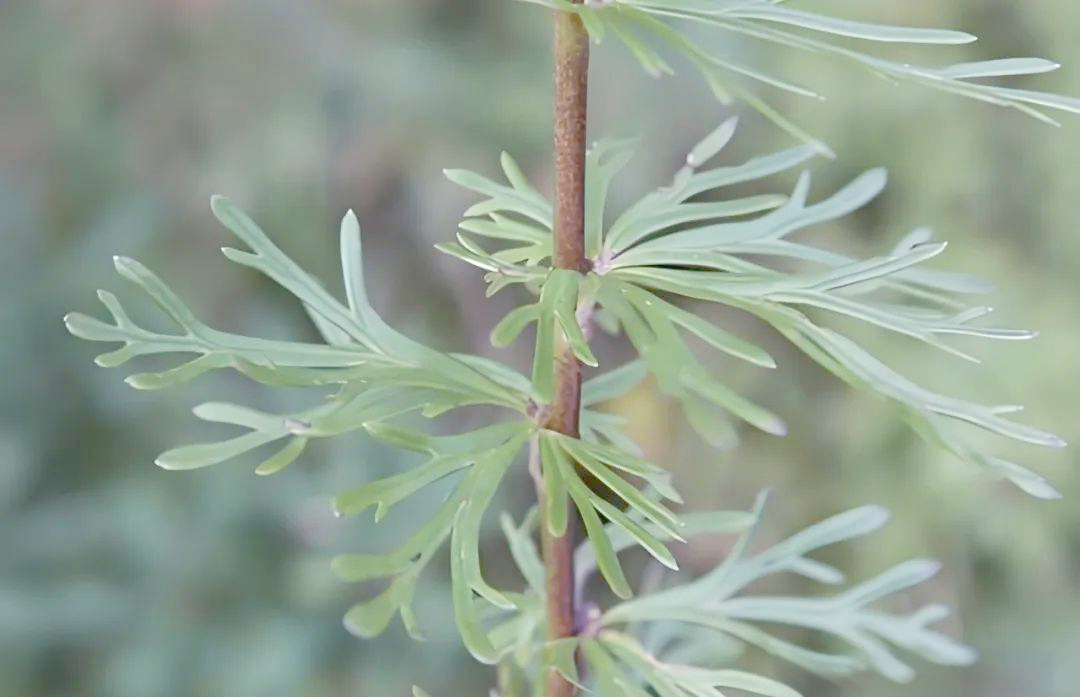 铁棒锤:草药界的"硬汉",拥有多重药用功效