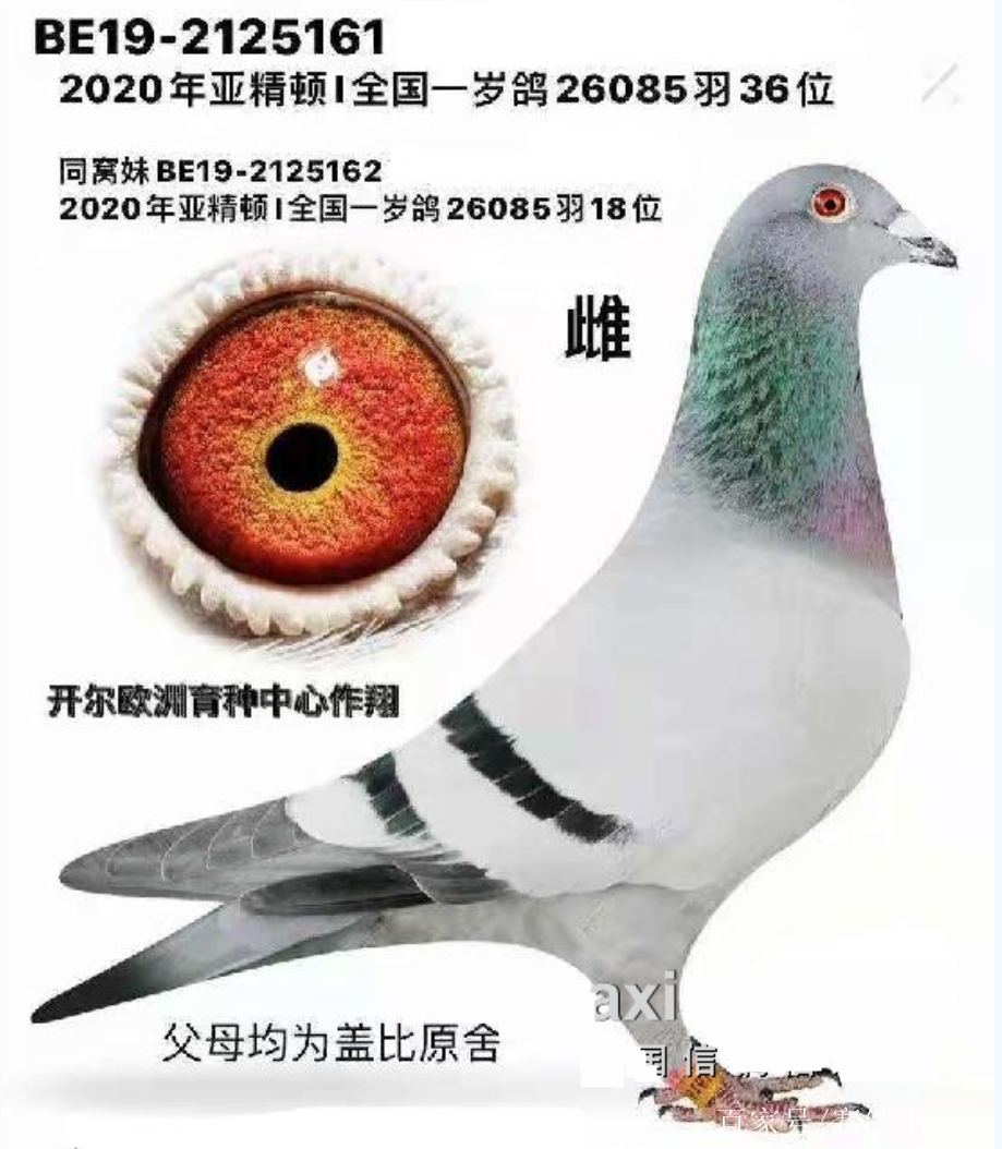 2021年開爾鴿業歐洲戰隊小試牛刀!