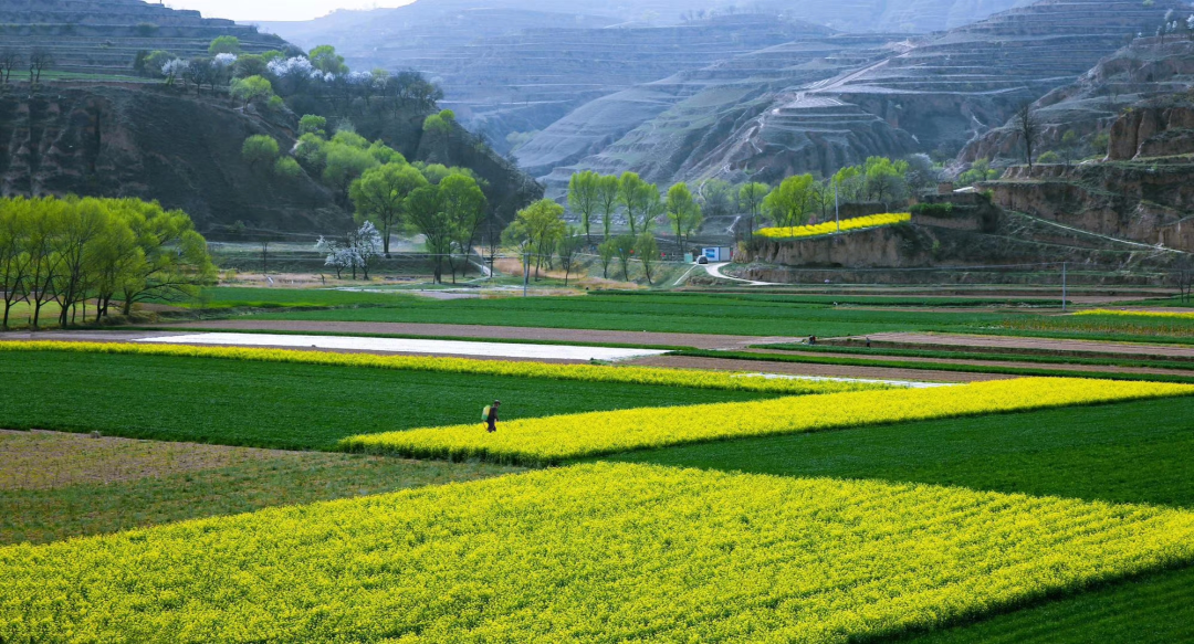 听见庆阳听见春天