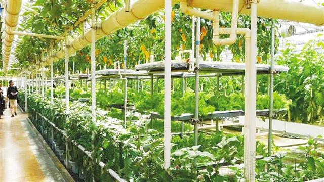 陶然农业 牵手科技播种绿色希望