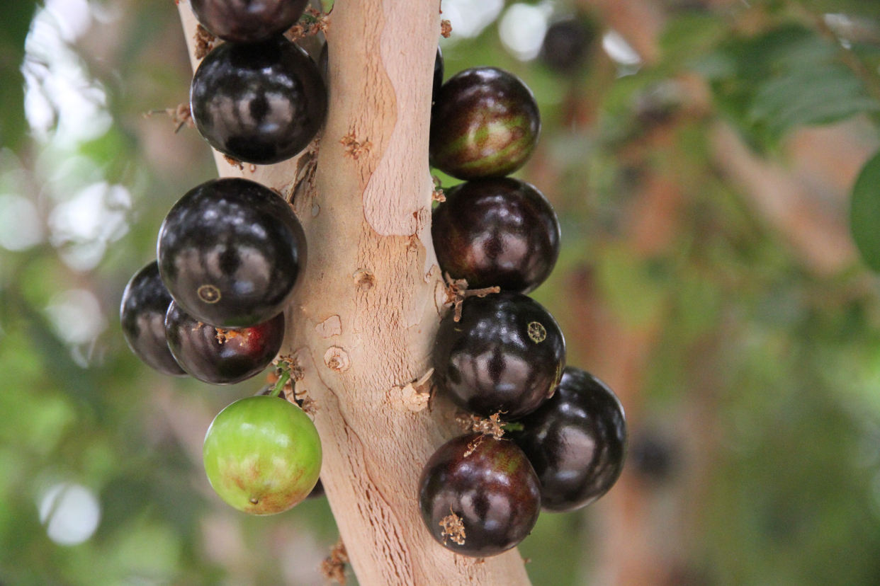 嘉宝果怎么施肥?阳台,院子盆栽养嘉宝果施肥管理