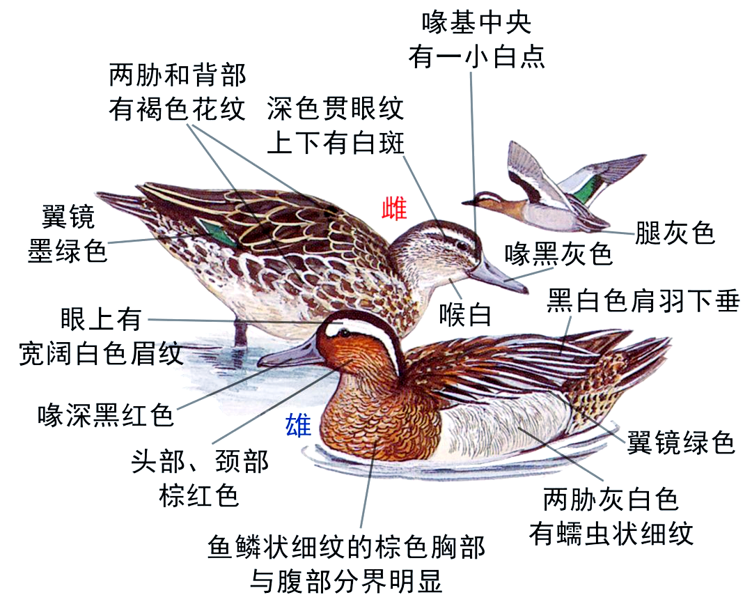 十种鸭类雌雄识别指南,你能分辨出吗