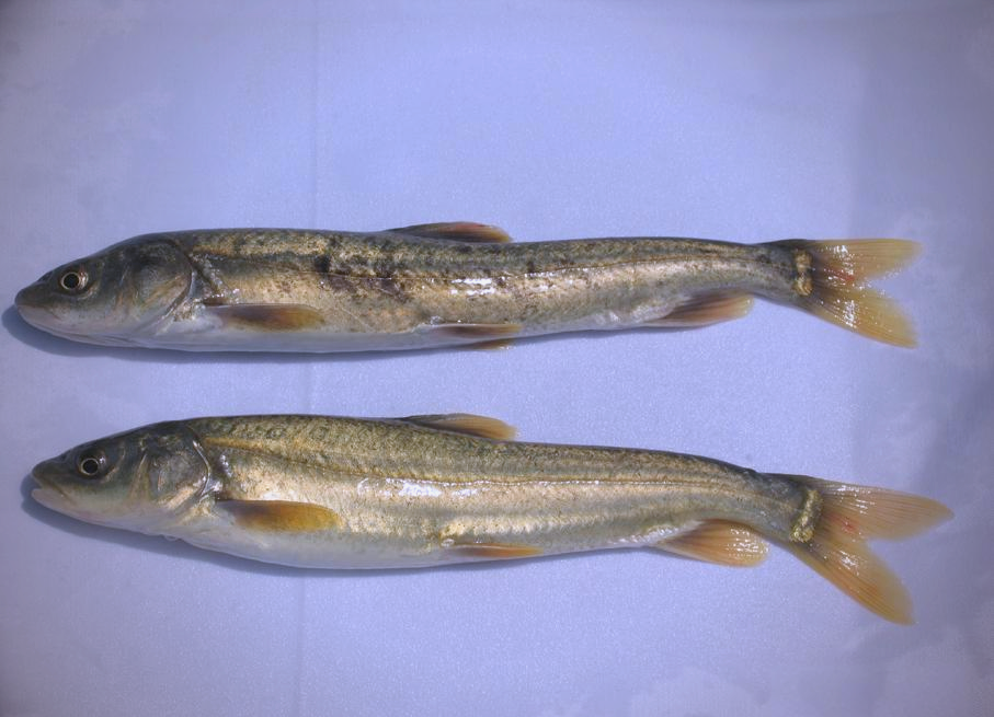 青海各地湟鱼多样,你了解多少?