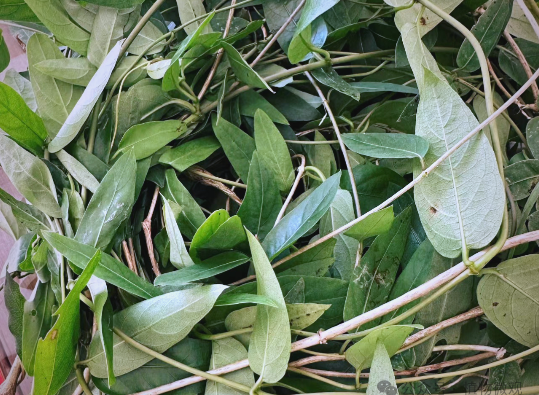 鸡屎藤:一种闻起来臭,吃起来香的多功能植物!
