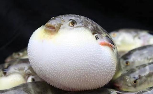 河豚为什么会膨胀?