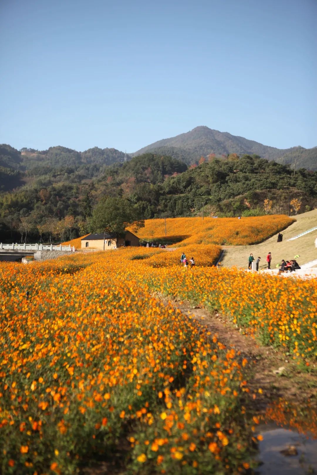 青阳芙蓉湖花海介绍图片