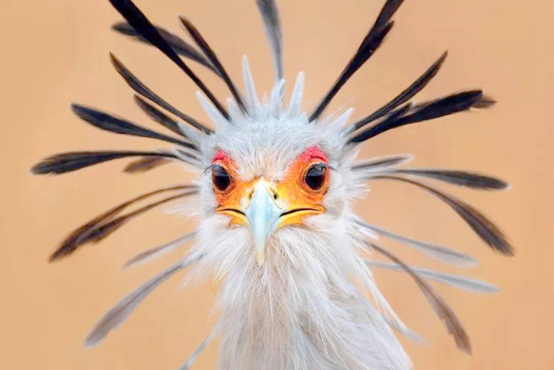 蛇鹫:猛禽界的优雅猎手,拥有独特长腿与猎食方式