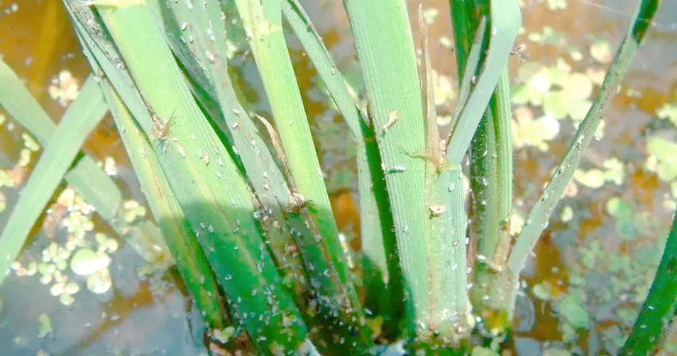 稻飞虱危害大,防治措施需到位!