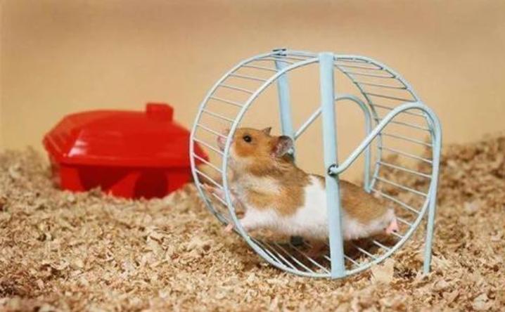 仓鼠跑轮多大合适,仓鼠跑轮选什么样的好?