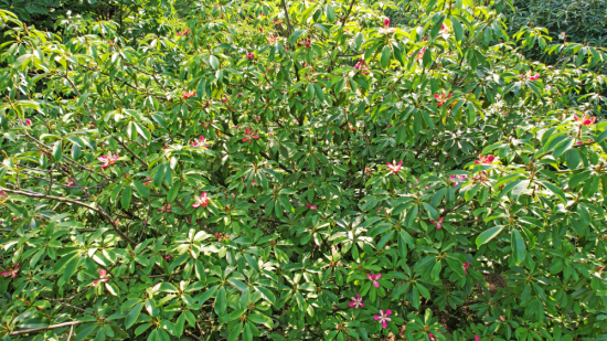 江西庐山风景区:红花木莲 合欢树竞相开花