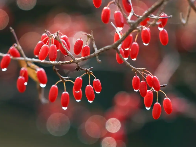 重阳节插茱萸是什么植物