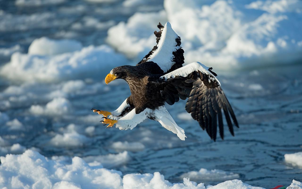 世界上最凶猛的10种大鸟,第一名翼展2米3,猎杀野狼轻而易举