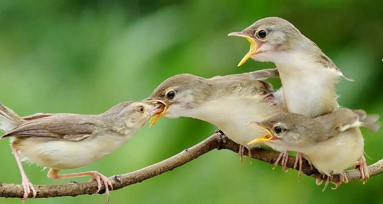 鸦有反哺之义,羊有跪乳之恩,马无欺母之心出自