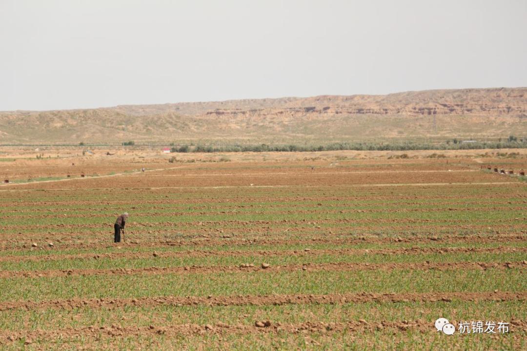 巴拉贡镇:玉米制种托起村民增收"金"产业