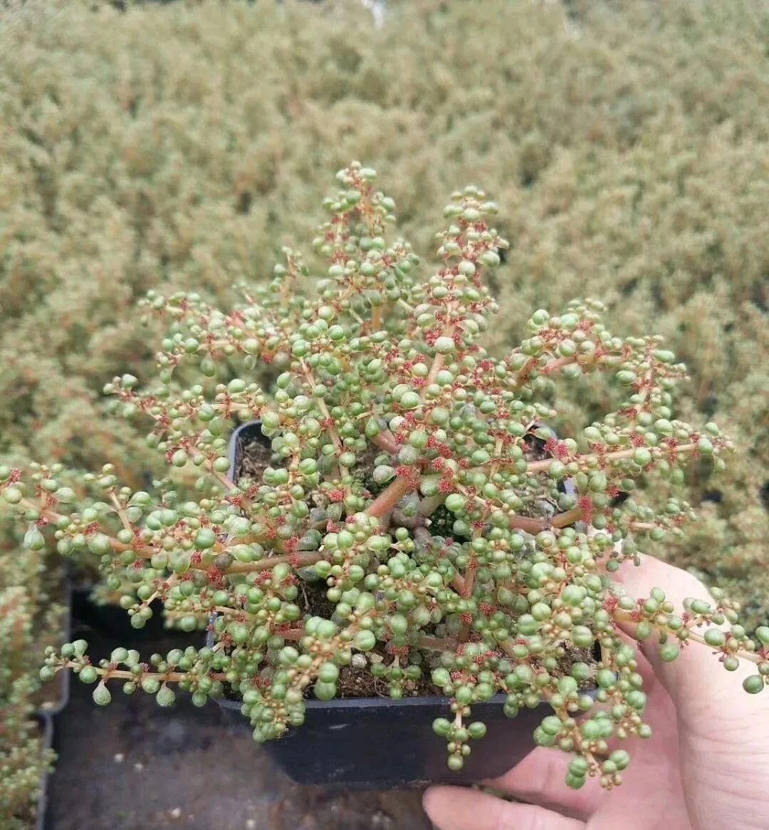 每日一肉—露镜