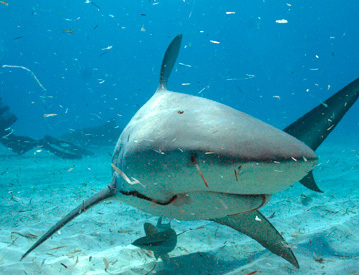 鲨鱼的孕期要四年?