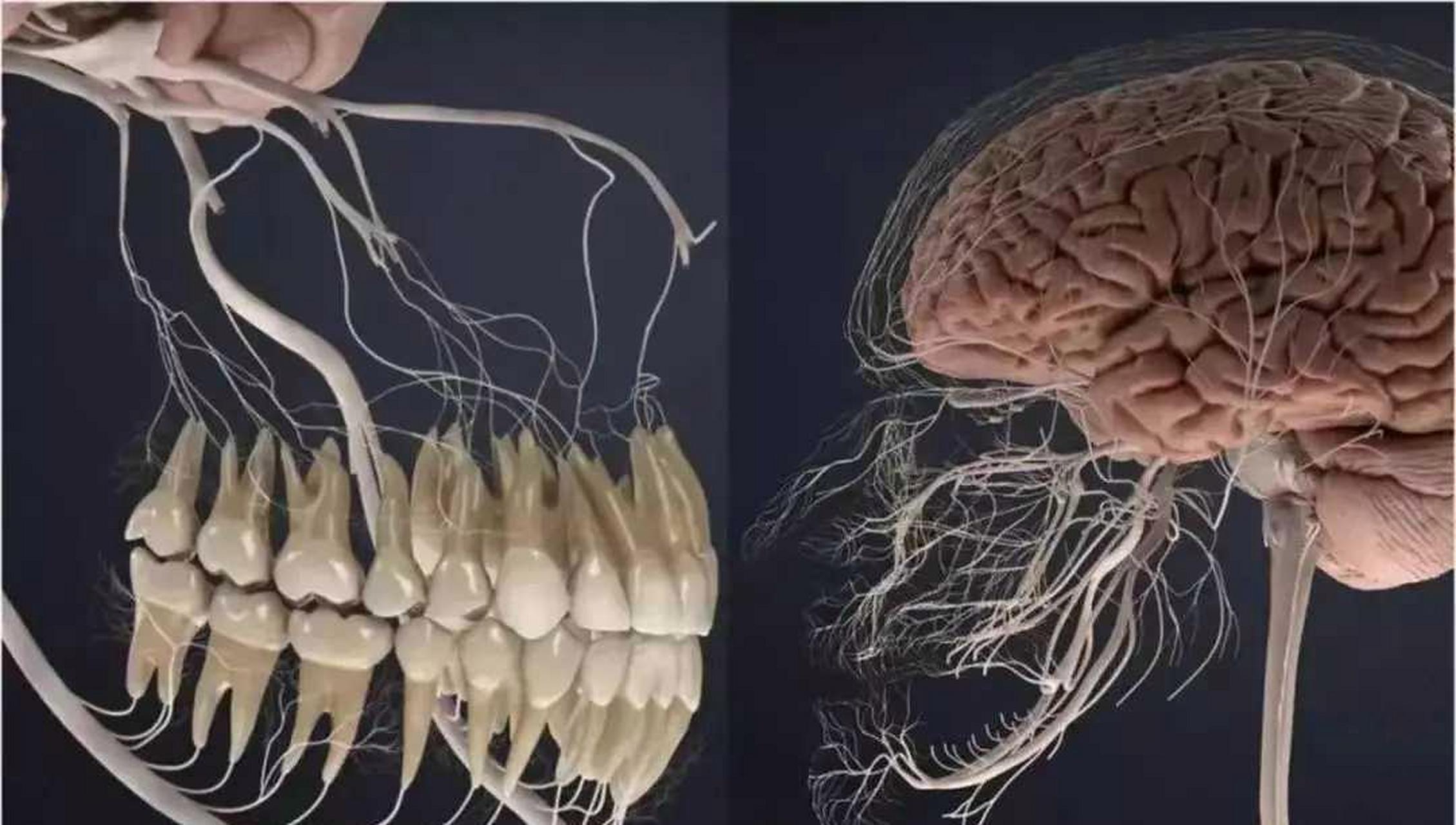 牙神经.所以,牙疼不是病,疼起来要人命!