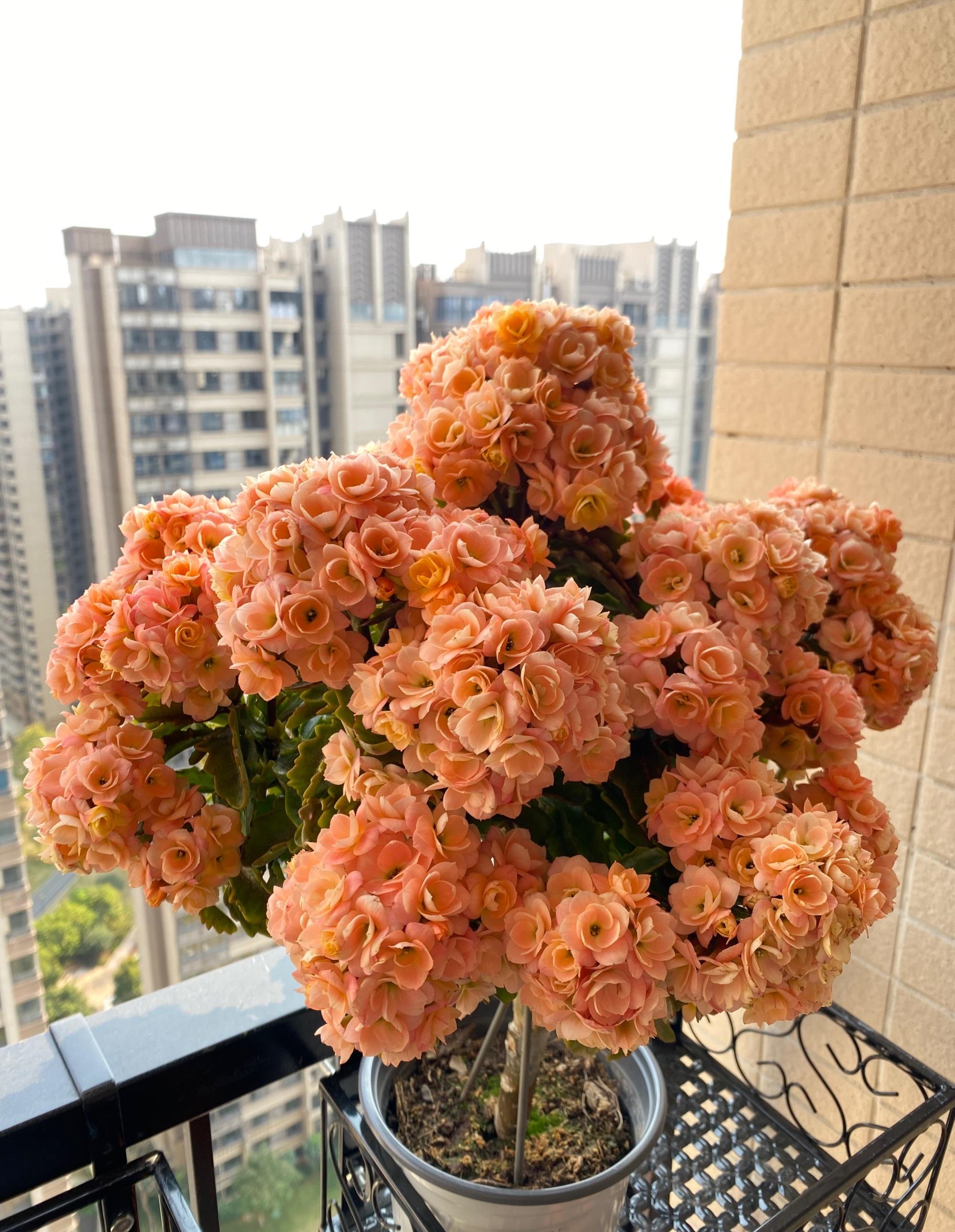 长寿花新品种—奶油慕斯,颜值高,花有香味,花量超多,多季绽放